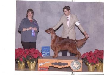 "Lucy" Superstition Owners/Breeders: Penny & John Krueger Lucy being shown in Dallas Dec. 2010. She won two majors at these specialties and now has 10 points with 3 majors!! This is Matt Bloom showing her - he has put all 3 majors on her!

