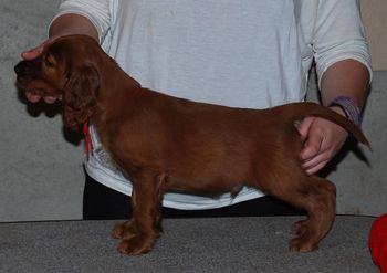 Red boy at 7 wks old.

