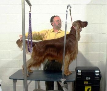 "Kaige" (Galewinns Who's At Bat?) Kaige being stacked by his owner, Tom at the Secaucus, NJ specialties in Feb. 2009.
