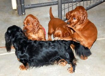 The puppies had a ball playing with the dachshunds while I was stacking them. Nov. 2012
