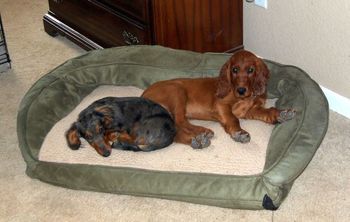 Kash and Jersey (my 5 month old dachshund puppy). The just LOVE each other!!
