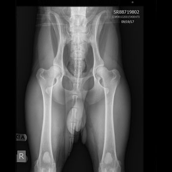 Sonny's hips look great.  Xray done on 9/18/2017.  Awaiting OFA results.
