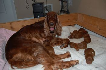 Katie & puppies at 3 days old.
