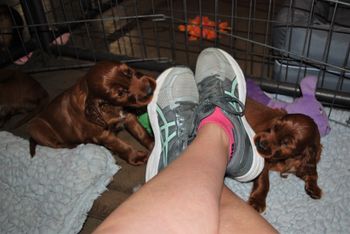 Shoes are the best chew toys ever!
