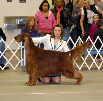 Shea showing Bagger at the Denver shows. Feb 2010. They did great - huge classes and she got two second places!!!
