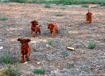 I let the puppies out into the "big yard" tonight - they had a ball chasing their mom!!!
