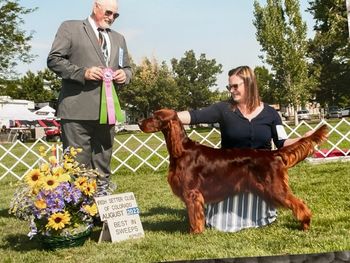 Ridge goes Best In Sweeps at the Colorado Irish Setter Specialty.  Aug. 2022.
