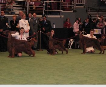 Shea at Westminster with Bagger!! Feb 2009
