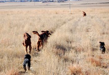 I took the dachshunds with me when we did hunt training with the irish setters. The dachshunds had a blast!! Baron is on the right - Baxter on the left. Nov. 27th, 2010
