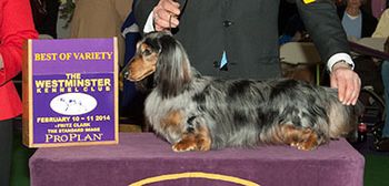 This is Willy's littermate "Rascal".  Shown here winning Best of Breed at Westminster Feb. 2014!!!  And we were there so see it in person.  Such a great win!  CH. Kaycees Galewinns Starburst at Wagsmore MLD
