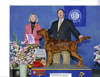 Tramore Galewinns Mak'n Memories (Ch. Galewinns Put Me In Coach x Ch. Tramore Imperial Impetuous Imp) This is Chase winning Best of Opposite in Sweeps. He is owned by Tom Kaiser and lives in Pennsylvania.
