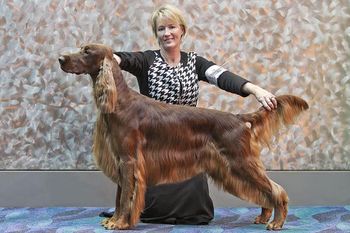 Bo at Eukanuba in Dec. 2010. He won Best Bred-By Exhibitor!!
