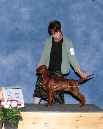 Etta James (peach girl) winning Best Puppy In Show at a UKC show at 3 months old.  April 2015 Owned by Lola Gamble.

