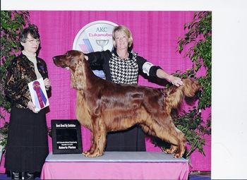 Bo's win picture from Eukanuba - he won Best Bred By. Not the best picture but the podium was so high I am glad it turned out as good as it did! Dec. 2010
