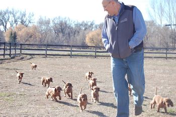 This is the puppies out in the big yard with my husband - they had sooo much fun.
