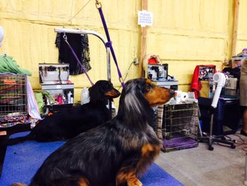 Caper and Face in Scottsbluff, NE in March 2014 - waiting to go into the ring.
