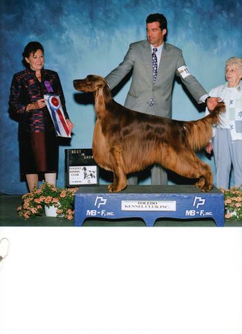 "Trent" BIS CH. Jewelset's Second Attraction (AM/CAN CH. Saxonys Snow In August ROM x CH. Jewelsets Special Attraction ROM)
