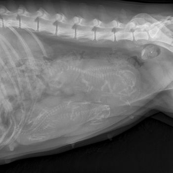 Rio's xray from today, 3/21/12. It shows 4 puppies. She is due next Tues-Thursday.
