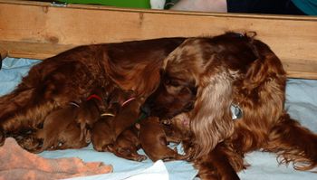 Indy with her brand new babies!
