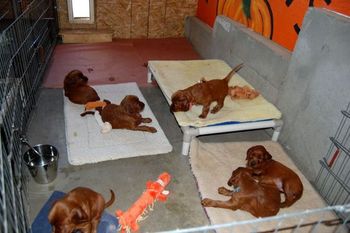 The puppies were moved today to the "big puppy" kennel. They had a ball exploring. 5 wks old.
