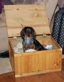 Baxter in the toy box.
