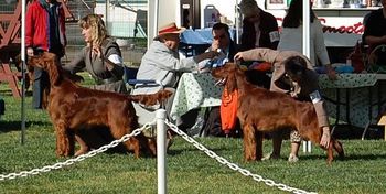 Crosby (Superstition Marrakesh Express) & Arlo (Superstition City of New Orleans) in the show ring in March of 2008. Big boys at 9 months old.!! Both are owned by the breeders, John & Penny Krueger of California.
