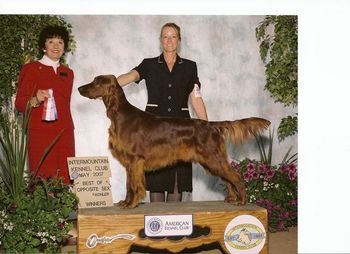 Bravo going Winners Dog for 2 points at 10 months old in Utah.
