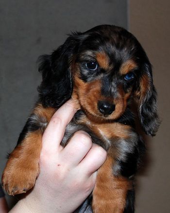 Jinx's head at 8 weeks - yes, she does have a blue eye! :)
