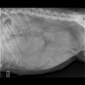 Rio's pregnancy xray - looks like 11-13 puppies in there!
