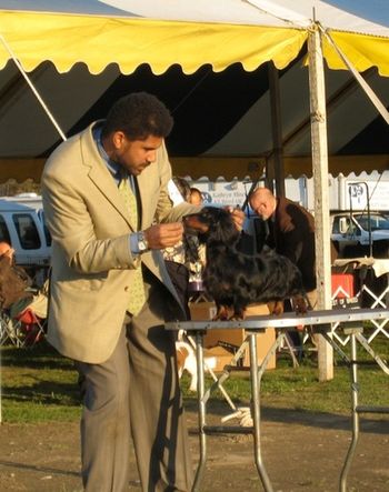 Mark DeRosier showing Sonny. He went on to win a Puppy Group 1!! Oct 2010
