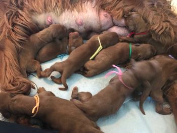 The first 8 puppies.
