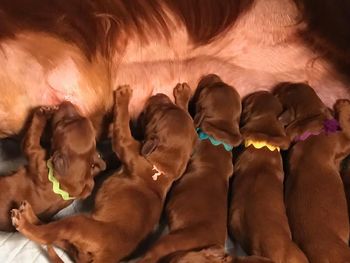Puppies are one day old here - all nursing good.
