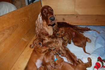 Puppies just hangin' with mom.

