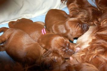 All four of the puppies are great nursers and growing so fast!
