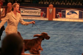Entering the Bred-By Group ring at Eukanuba.
