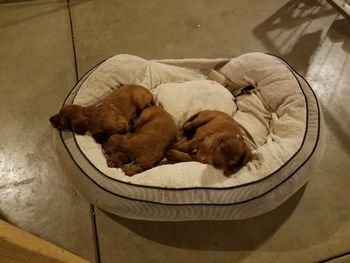 The puppies immediately found Chica's bed...they LOVE it!
