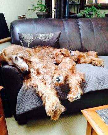 Rory (purple girl) laying with her new buddy.  Look close - you can see her there!
Owners:  Dan & Frieda Hanley
