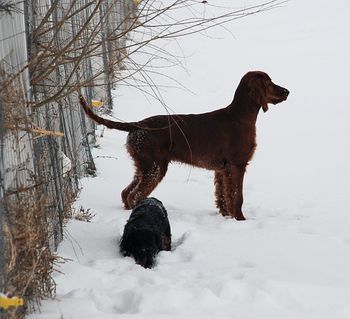 PJ & Caper in the snow. Jan 2014
