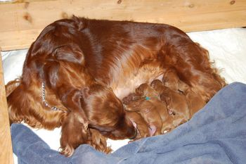Puppies with mom - 1 day old.
