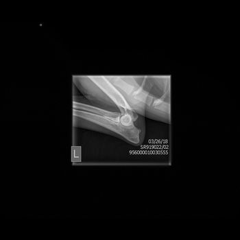 Deni's left elbow xray - taken on 3/26/18.  Awaiting OFA evaluation.
