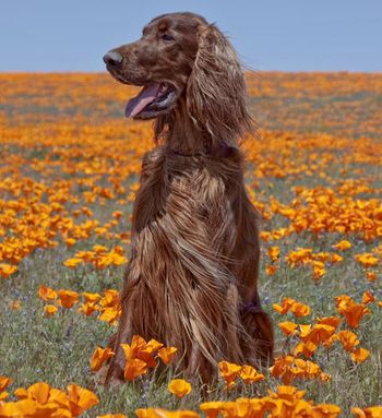Phantom in the Poppies! What an amazing picture of an amazing dog! Ann Pryojski is his owner and photographer. April 2010
