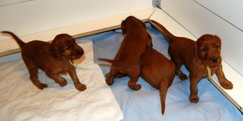 Blaise's four puppies playing in the box.
