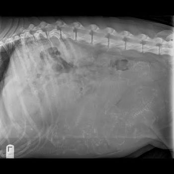 Kash's pregnancy count xray done on 5/10/16.  Shows 11-12 puppies!!!
