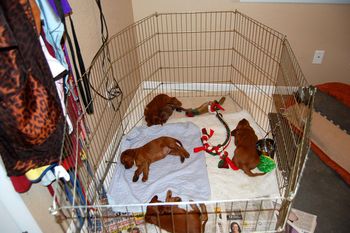 Had to move the puppies into their new place today. They are able to crawl out of the whelping box. They are now in an xpen and learning to use papers to go potty. This is Blaise's group.
