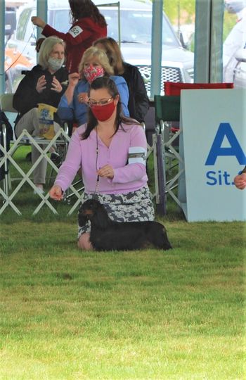 Trevi being shown by Shea at the Dachshund National in May 2021.
