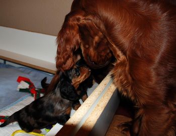 Introducing them to the irish setters - here they are with my 4 month old irish puppy.  Too cute!
