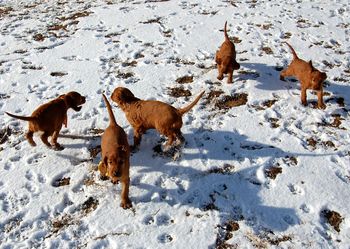 The puppies got to see their first snow today - they had a ball running in it.
