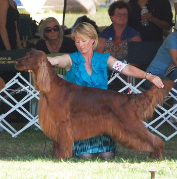Bo being shown at the irish setter national. He made the cut!!!! May 2011
