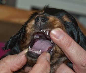 Getting teeth!!
