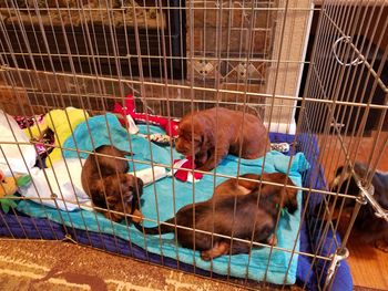 Dachshund puppies hanging out with the irish puppy.
